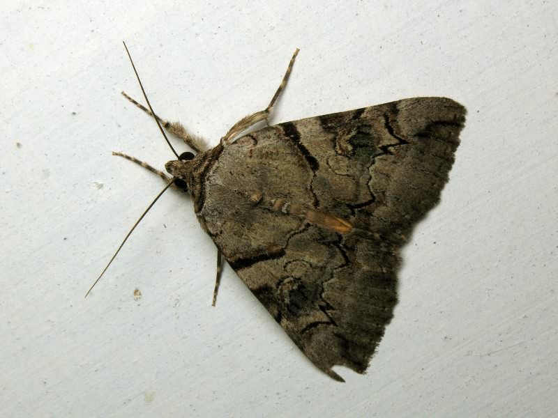 Catocala hymenaea (Denis & Schiffermuller, 1775)